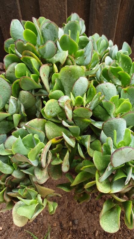 翡翠木開花|翡翠木Crassula ovata照顧指南：瞭解翡翠木、照顧方法、種植技。